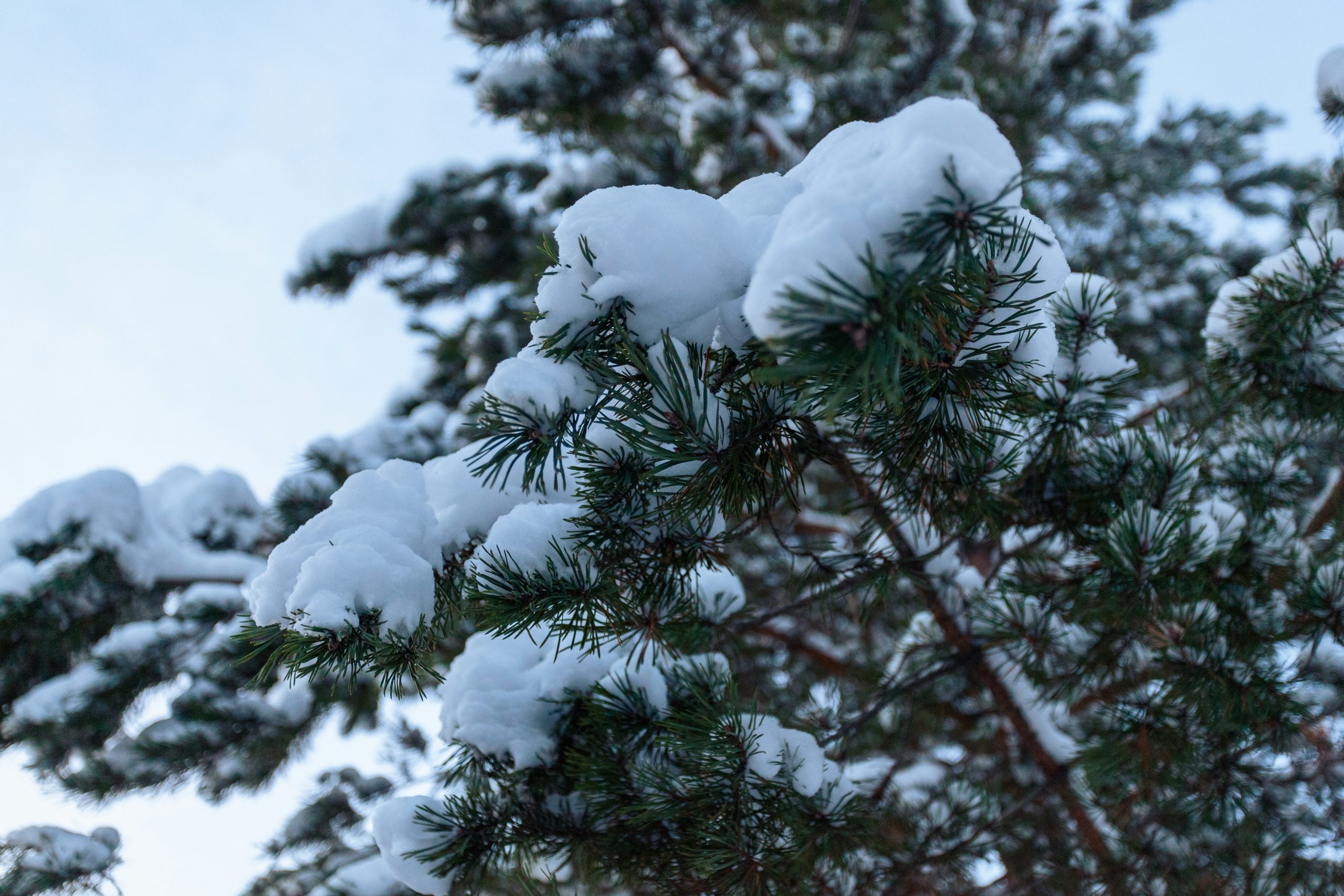 韓國首都圈迎來百年大雪，交通瘫痪影響旅客出行