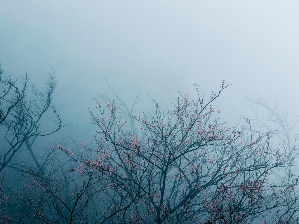 12月2日晴朗天氣預報與阿里山的環保挑戰