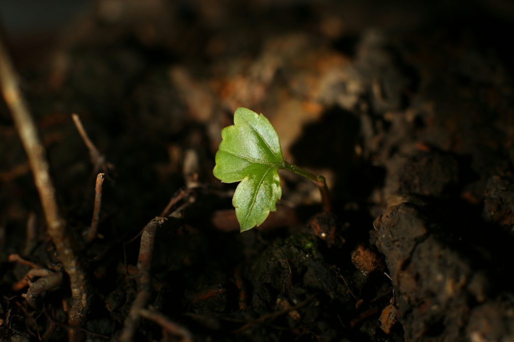 廖科溢與秦綾謙的家庭生活：愛與挑戰交織的未來