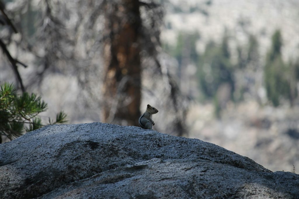 California’s Burning Future:  Economic Devastation and the Path to Resilience